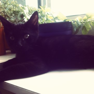 Gato negro